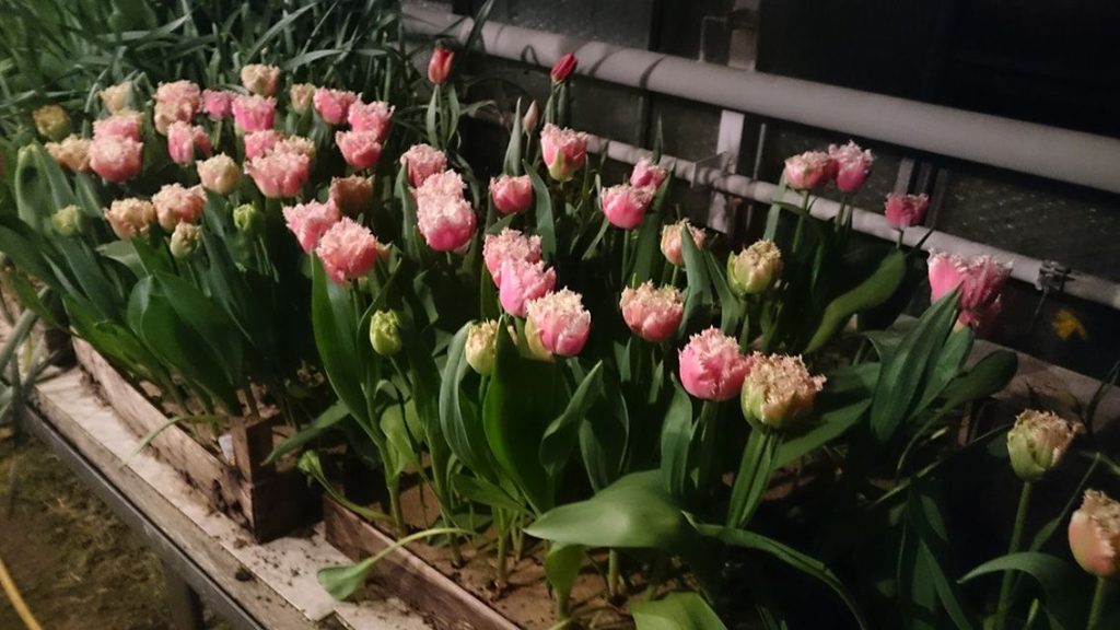 Gärtnerei von Schöne Blumen in Mulda