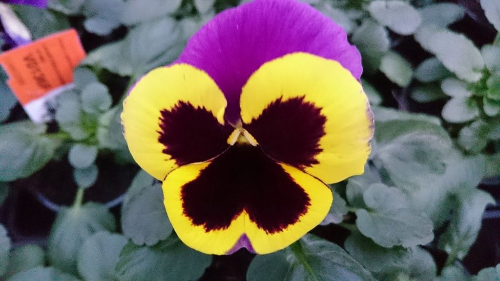 Gärtnerei von Schöne Blumen in Mulda