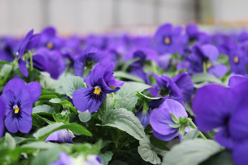 Gärtnerei von Schöne Blumen in Mulda