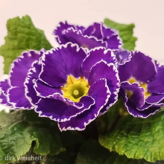 Gärtnerei von Schöne Blumen in Mulda