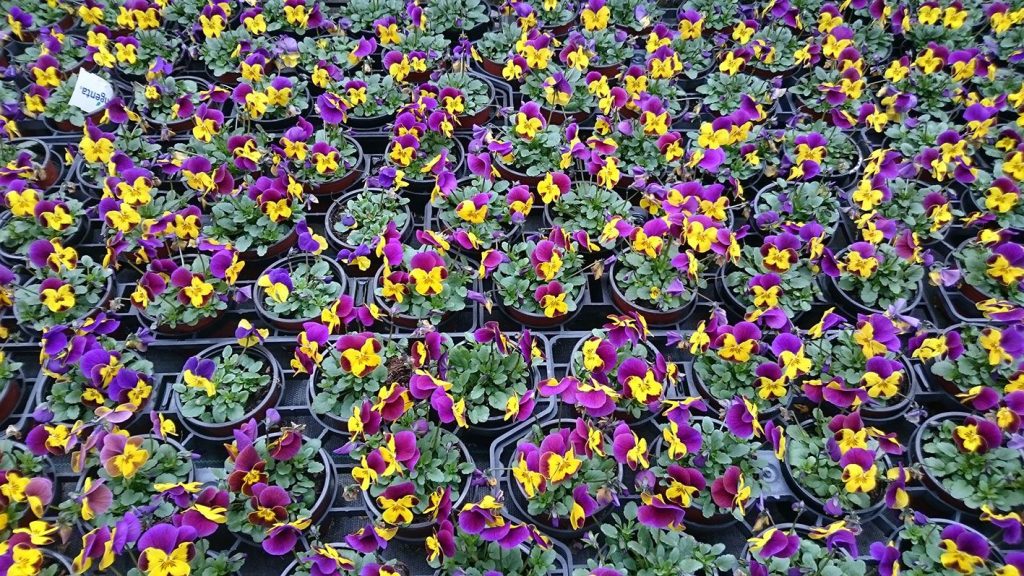 Gärtnerei von Schöne Blumen in Mulda