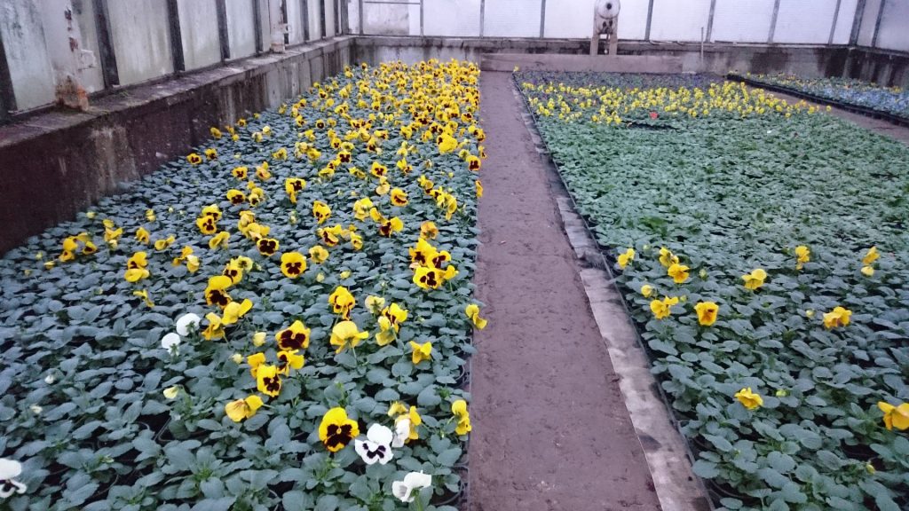 Gärtnerei von Schöne Blumen in Mulda