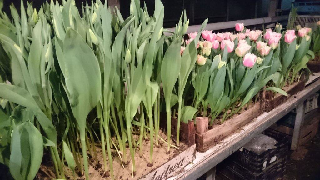 Gärtnerei von Schöne Blumen in Mulda
