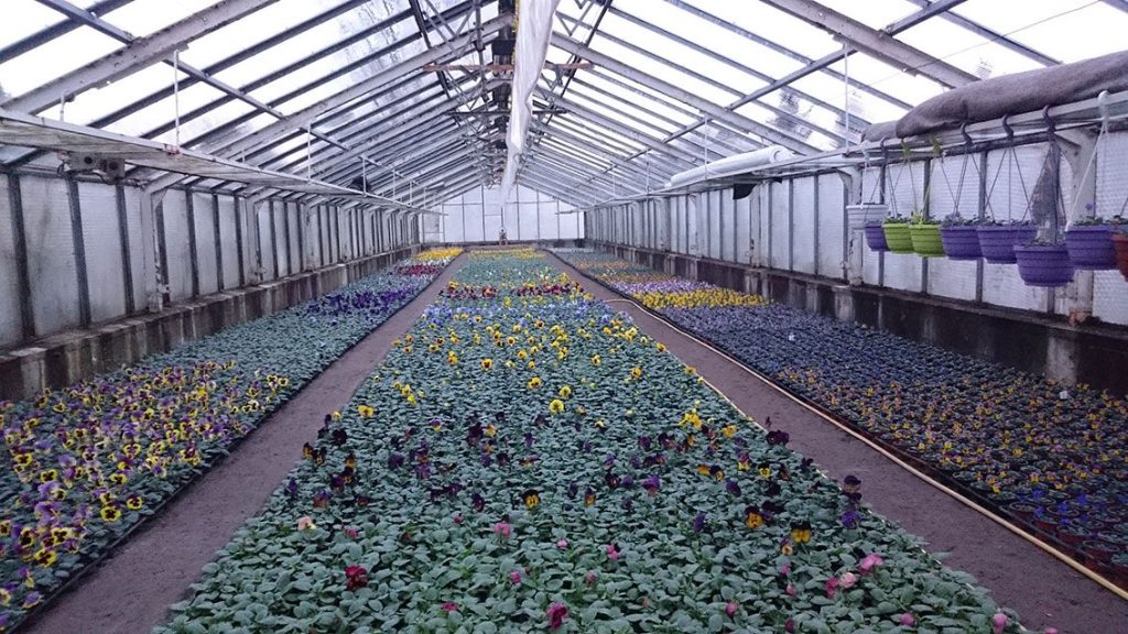 Gärtnerei von Schöne Blumen in Mulda