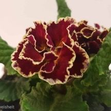 Gärtnerei von Schöne Blumen in Mulda