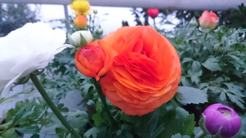 Gärtnerei von Schöne Blumen in Mulda