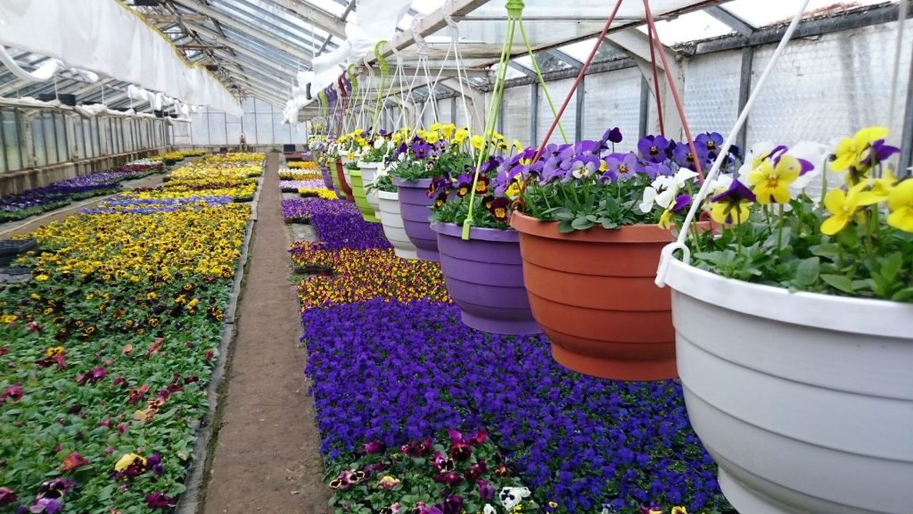 Gärtnerei von Schöne Blumen in Mulda
