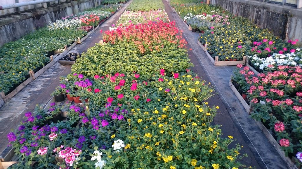 Gärtnerei von Schöne Blumen in Mulda