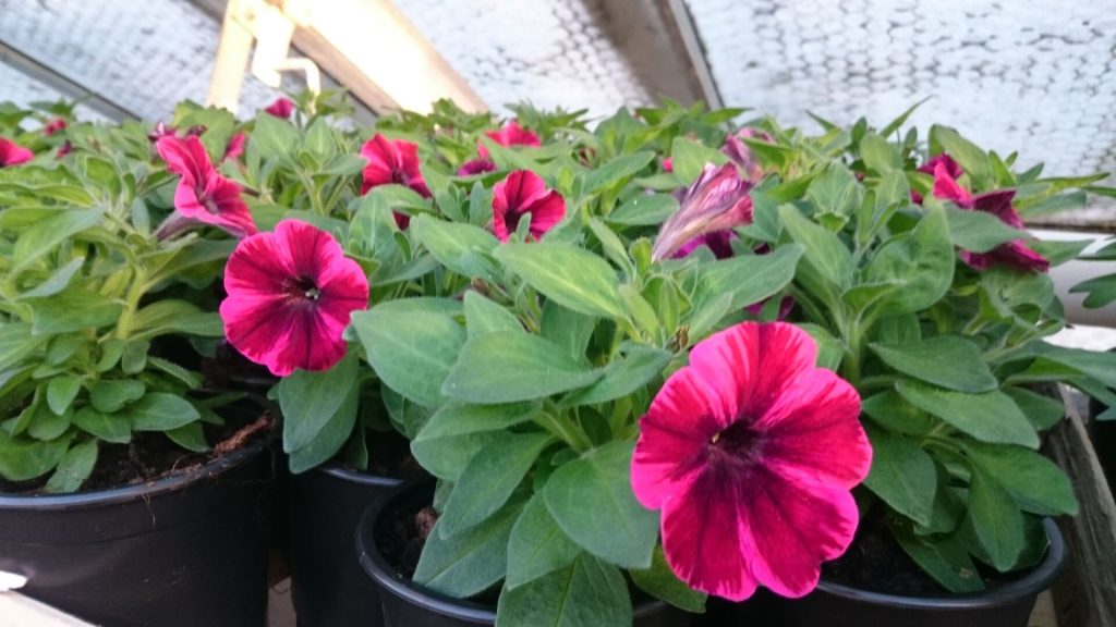 Gärtnerei von Schöne Blumen in Mulda