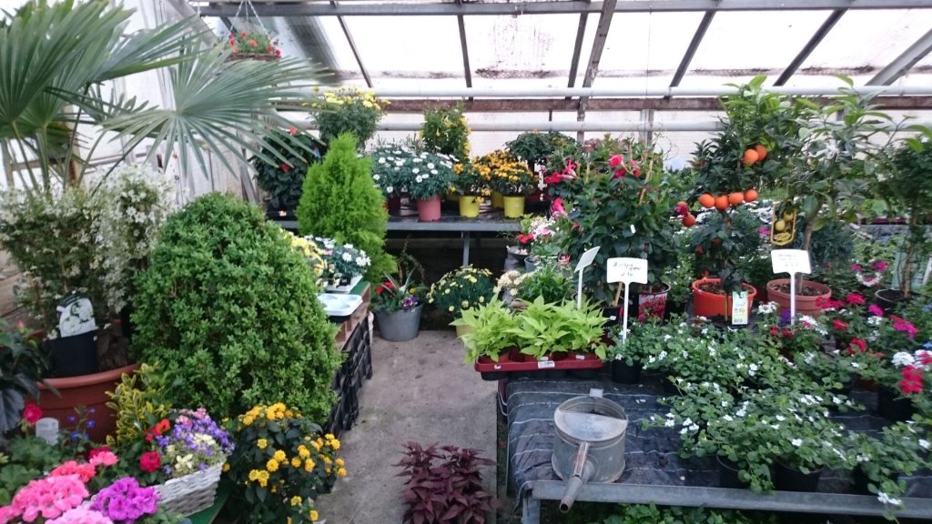 Gärtnerei von Schöne Blumen in Mulda