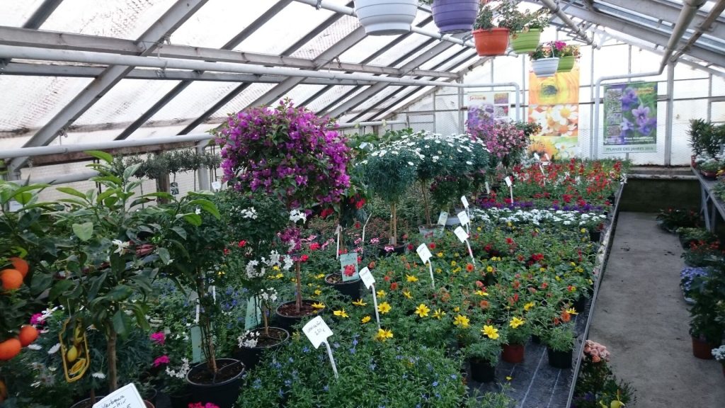 Gärtnerei von Schöne Blumen in Mulda