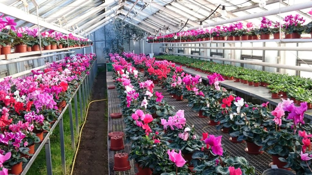 Gärtnerei von Schöne Blumen in Mulda