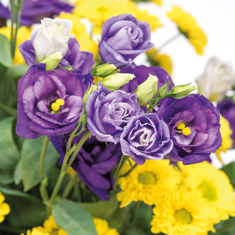 Schnittblumen aus unserer Gärtnerei in Mulda